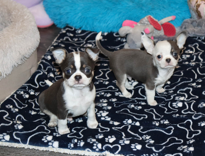 Валентра стар