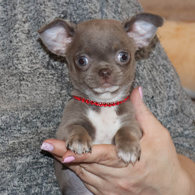 Продается Лиловая чихуахуа