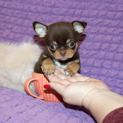 Валентра стар