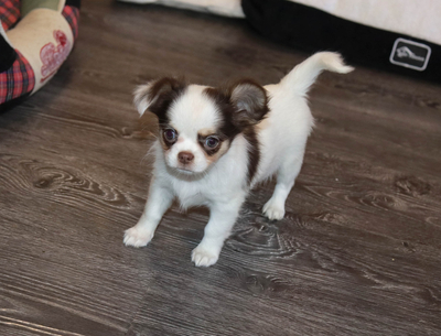 Валентра стар