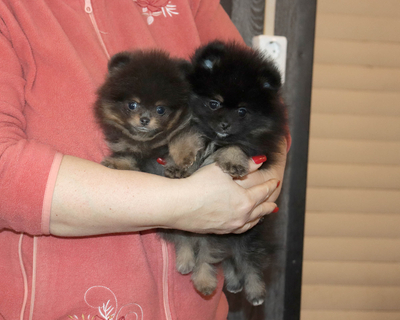 Валентра стар