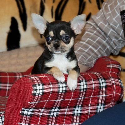 Валентра стар