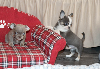 Валентра стар