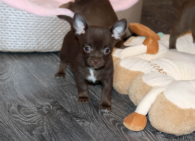 Валентра стар