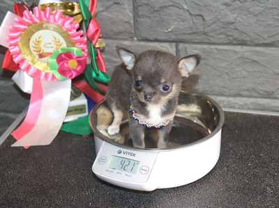 Валентра стар