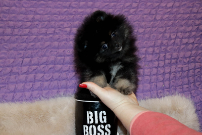 Валентра стар