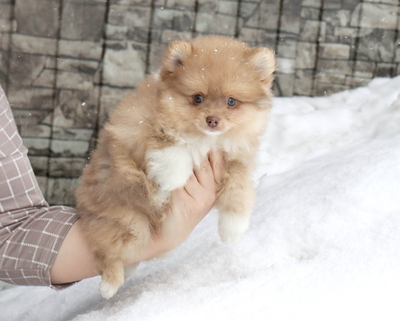 Валентра стар