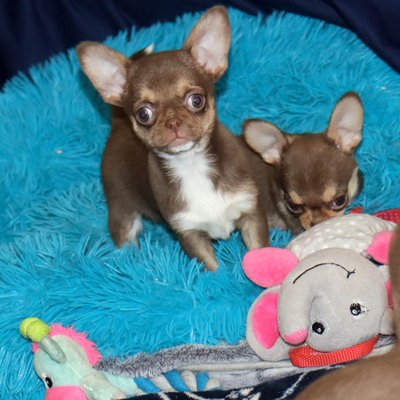 Продается Шоколадная чихуахуа