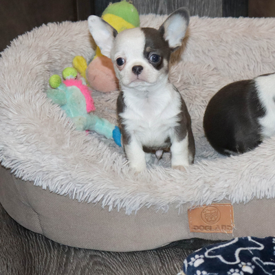 Продается Голубой чихуахуа