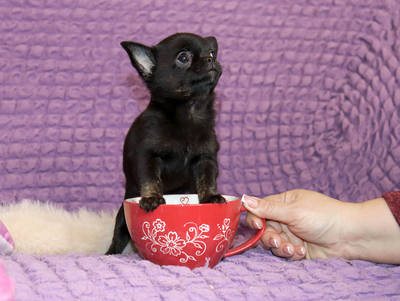 Валентра стар