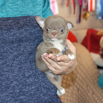 Валентра стар