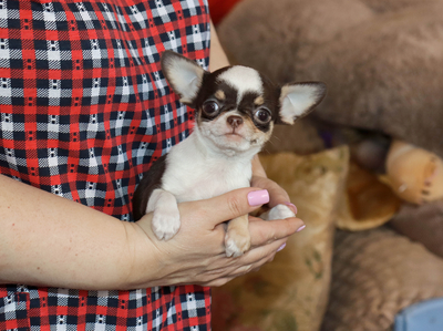 Валентра стар