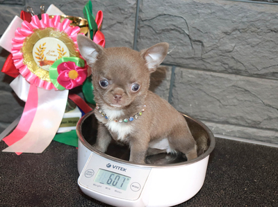 Валентра стар