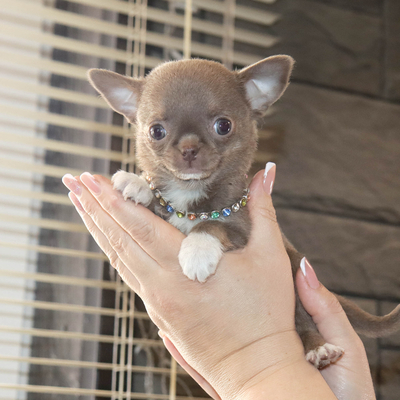 Валентра стар