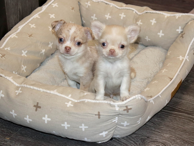 Валентра стар