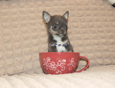 Валентра стар