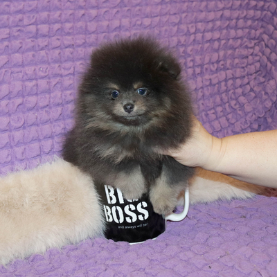 Продается Голубой щенок шпица