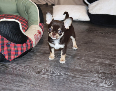 Валентра стар