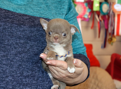 Валентра стар