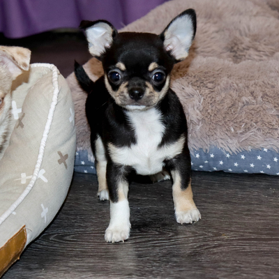 Продается Щенок Чихуахуа
