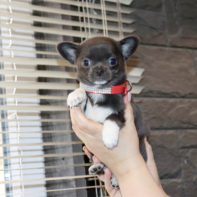 Валентра стар