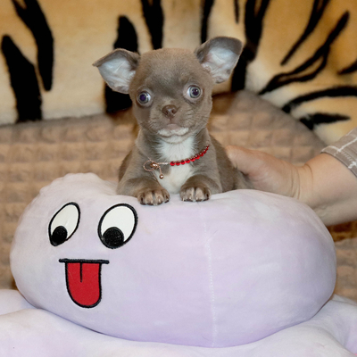 Валентра стар