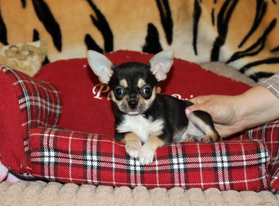 Валентра стар