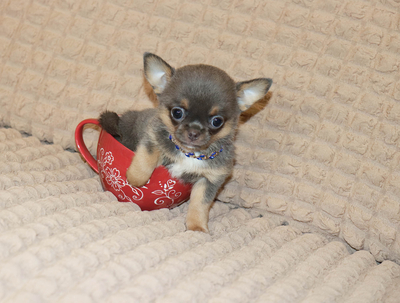 Валентра стар