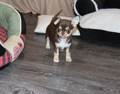 Валентра стар