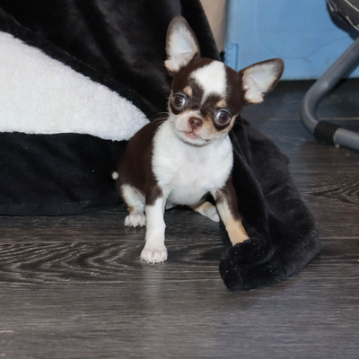 Валентра стар