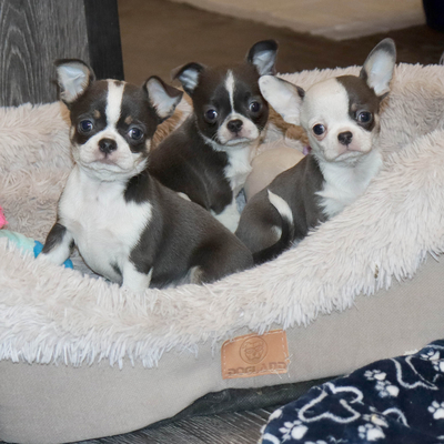 Валентра стар