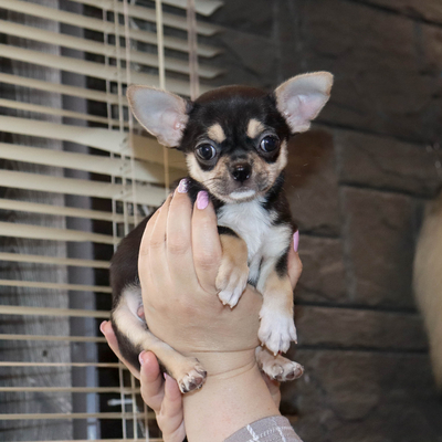 Валентра стар