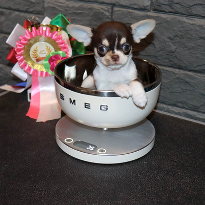 Продается Шоколадная чихуахуа