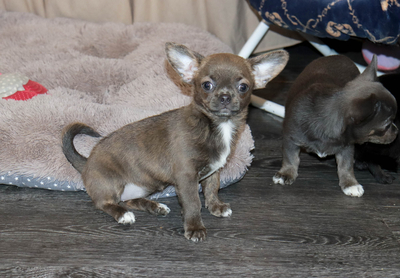 Валентра стар