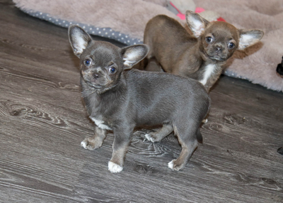 Валентра стар