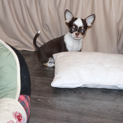 Валентра стар