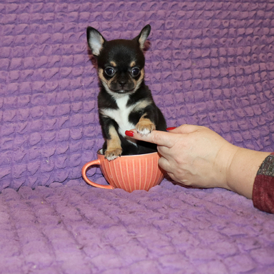 Продается Купить Чихуа в Москве