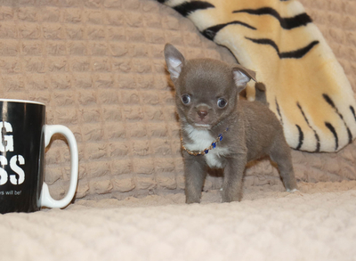 Валентра стар