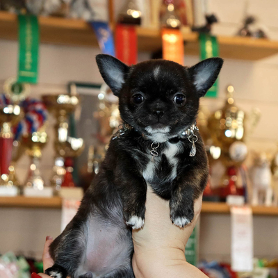 Продается Купить Тигровую чихуа