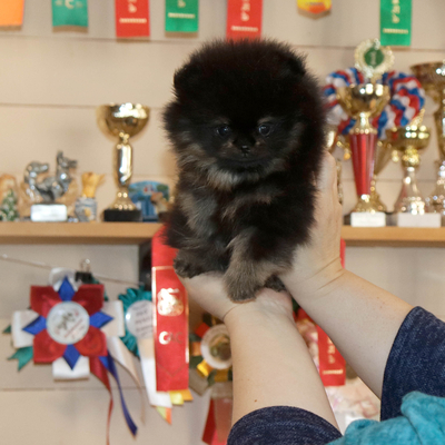 Валентра стар