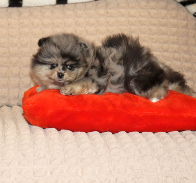 Валентра стар