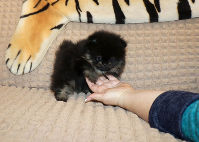 Валентра стар