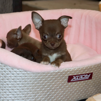 Валентра стар