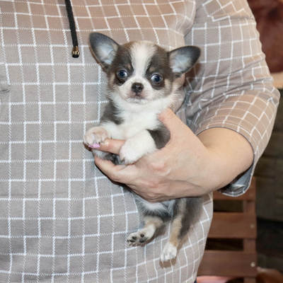 Валентра стар