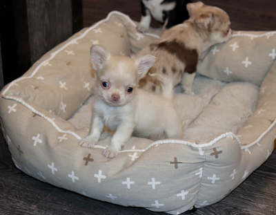 Валентра стар