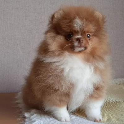 Валентра стар