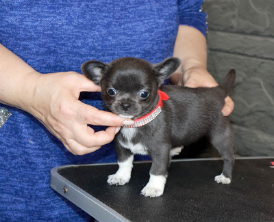 Валентра стар