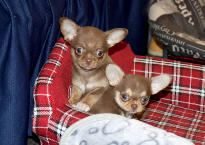 Валентра стар