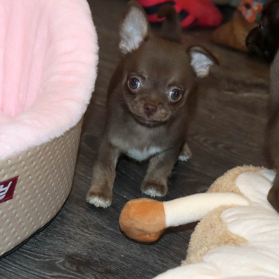 Продается Шоколадный чихуа