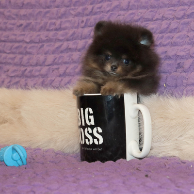 Валентра стар